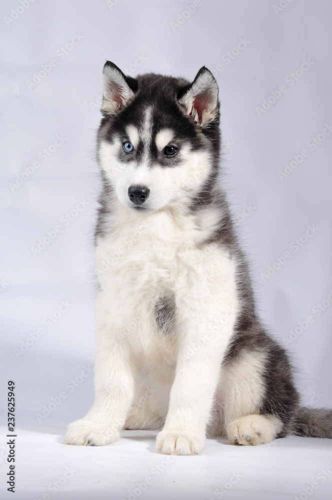 Siberian husky black and white purebred  puppy on gray studio background close-up