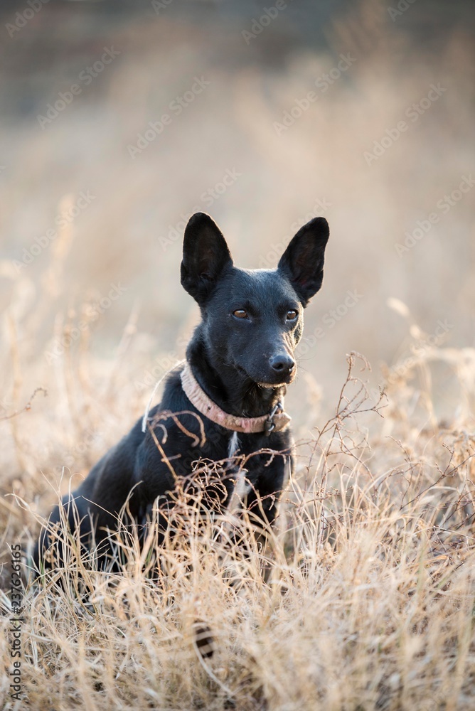 Fototapeta premium black dog portrait 