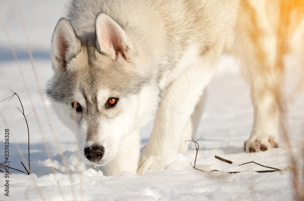 Siberian husky gray puppy winter outdoor sneezing traces on fresh snow close-up Siberian husky gray puppy winter outdoor sneezing traces on fresh snow close-up