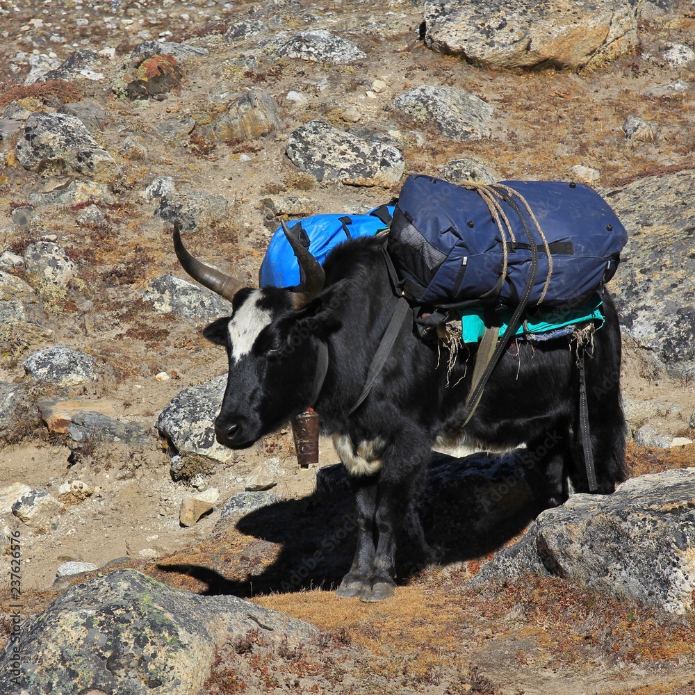 Dzo, hybrid between the yak and domestic cattle. Used as pack animals in  the Everest National Park, Nepal. Stock Photo | Adobe Stock
