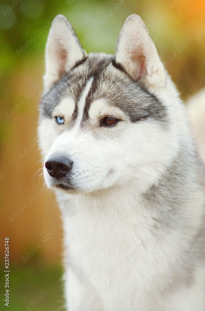 Dog face close up siberian husky different eyes summer outdoor vertical