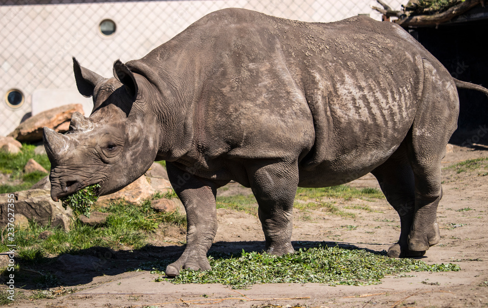 Fototapeta premium rhinoceros in zoo