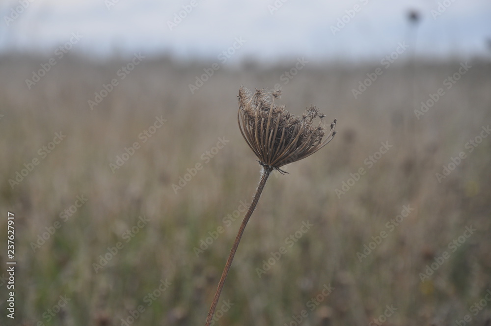 campo seco campo seco