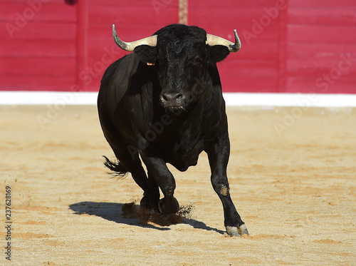 strong bull in spain