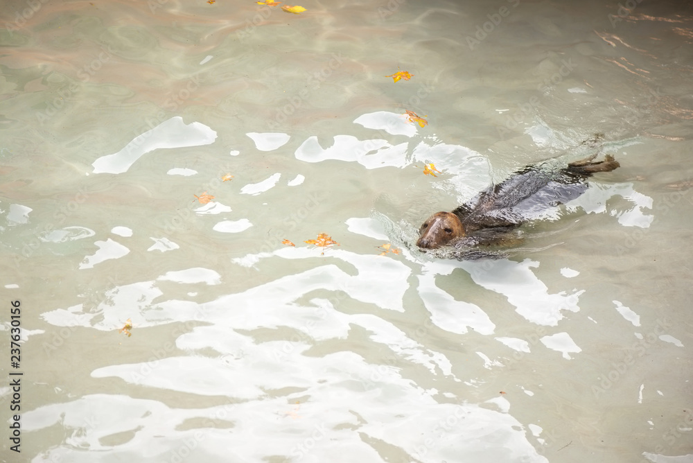 Naklejka premium Foka pływanie w basenie zoo