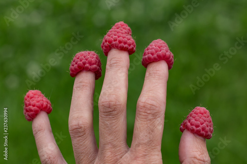 A fun photo of five red ripe fresh raspberry berries were put on five fingers on a green plants background in a summer