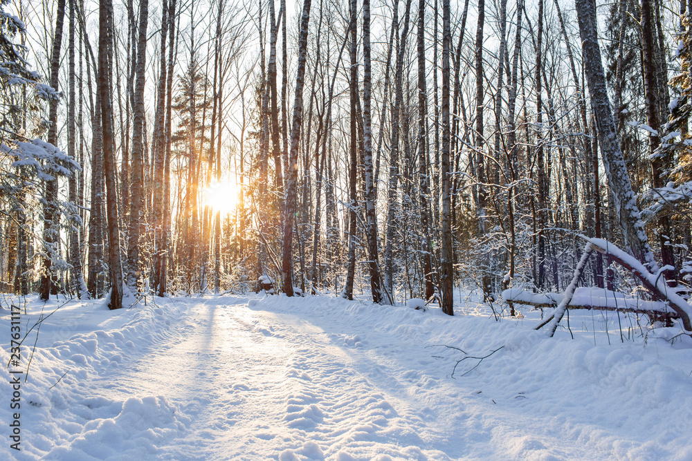 Fototapeta premium Dawn frosty morning. Winter landscape of frosty trees, white snow and blue sky. Tranquil winter nature in sunlight in park