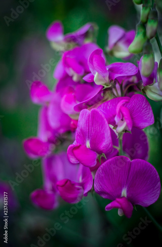 Pinke Blüten