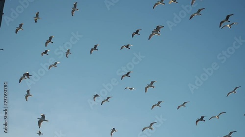 Sea gulls hover over a commercial fishing dock looking for food in Sakonnet Point, Rhode Island photo