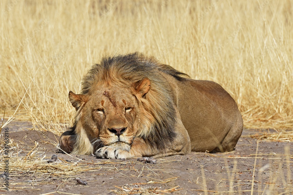 Fototapeta premium schlafender Löwe (panthera leo) im Etosha Nationalpark (Namibia)
