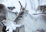 Young reindeer feel safe