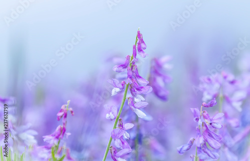 Peas mouse flowers or Vicia cracca or bird, blue or boreal vetch, selective focus, closeup
