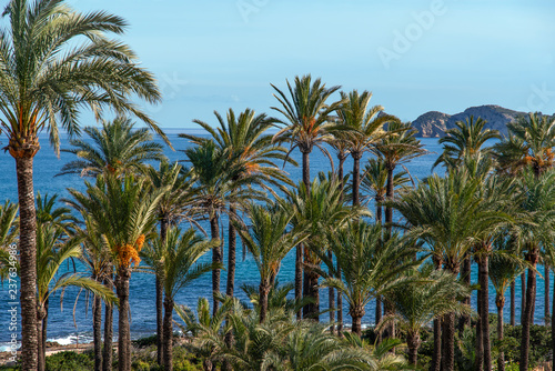 Palmeras sobre el mar mediterraneo en un caluroso día  © gerardo