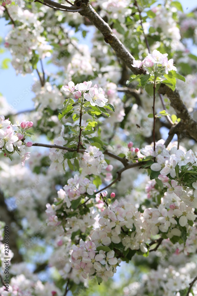 blüte blüte