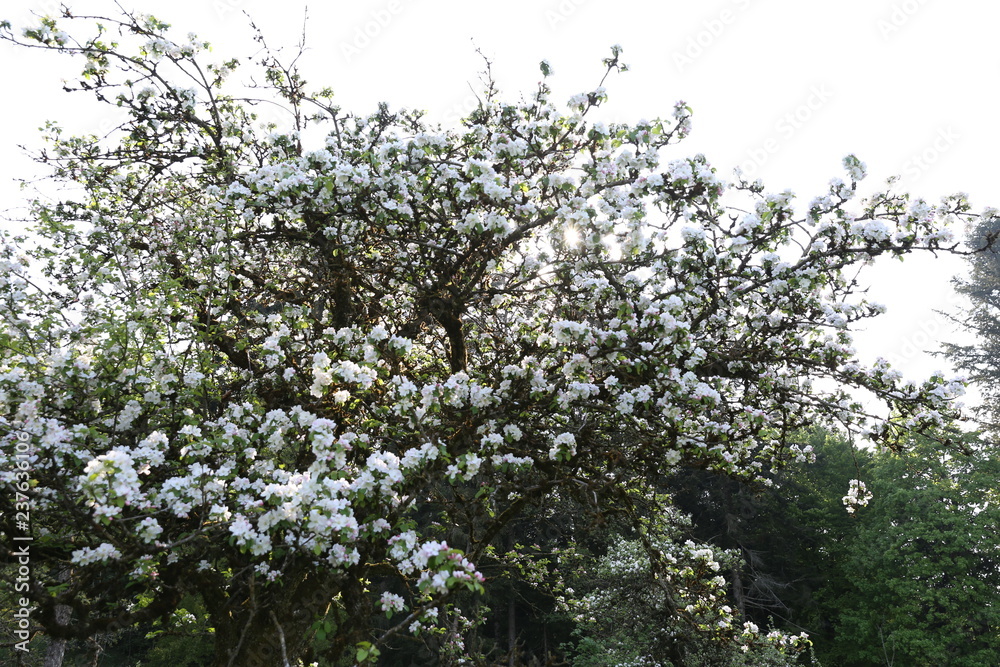 Fototapeta premium blüte