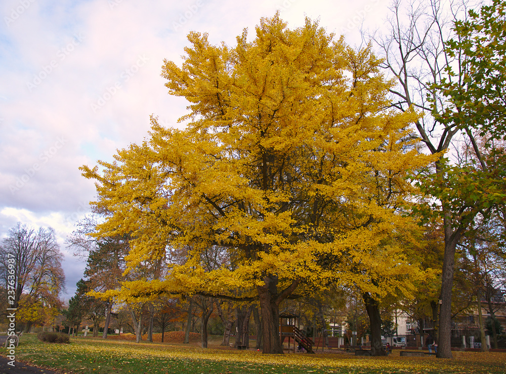 Yellow gingko tree in a park by jziprian
