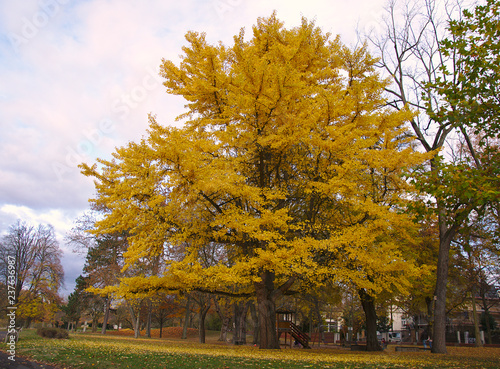 Yellow gingko tree in a park by jziprian © Josephine
