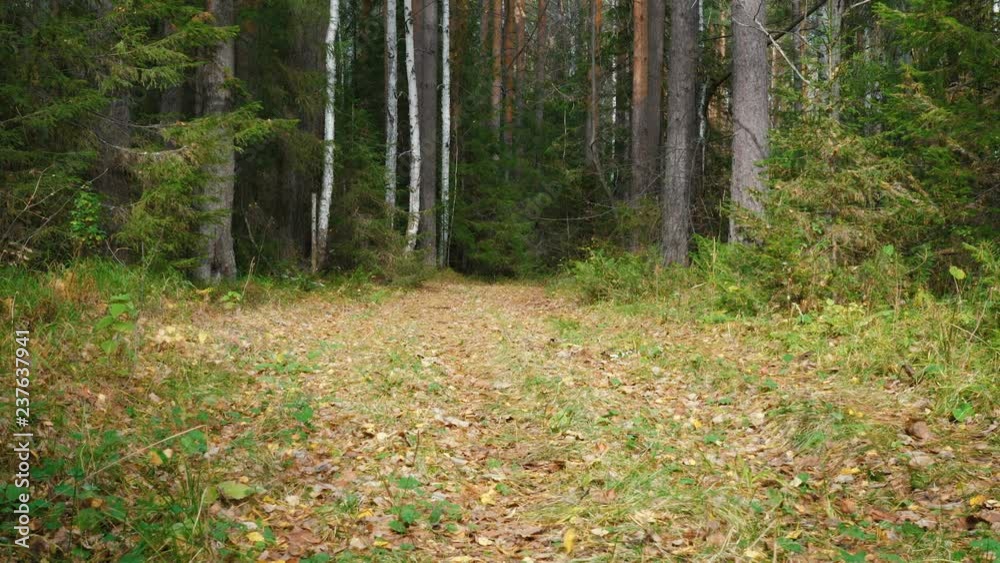 A dog breed Airedale Terrier runs along the path in the coniferous and birch forest. Sunny clear weather. Autumn time. A dog breed Airedale Terrier runs along the path in the coniferous and birch forest. Sunny clear weather. Autumn time.