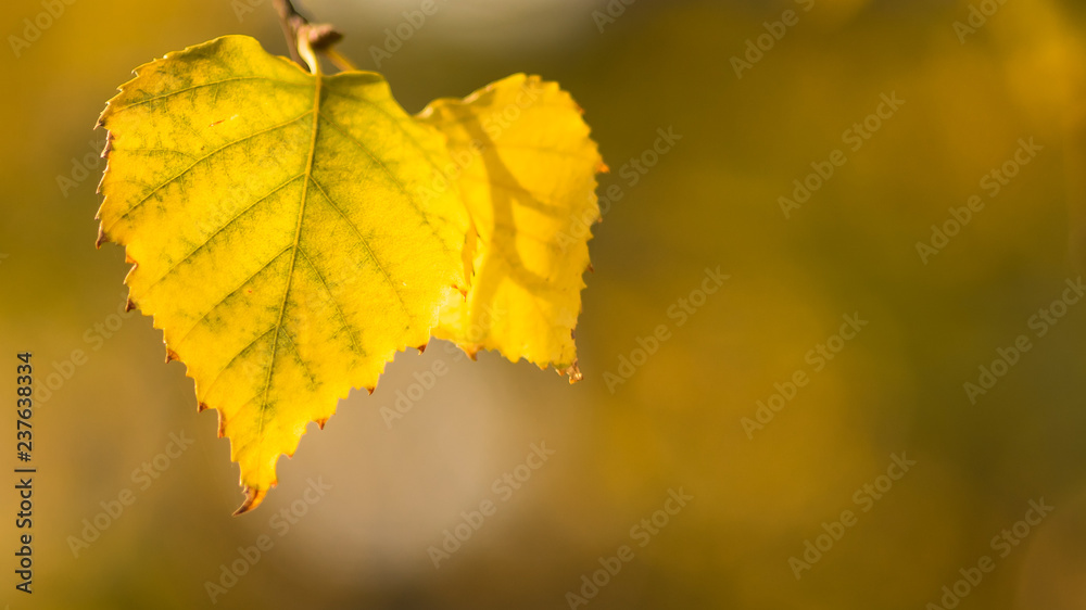 Dry autumn birch leaf on a branch in sunny day, macro shot