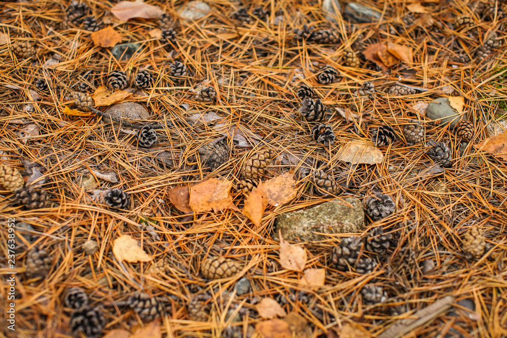 fall forest floor of pine needles, cones and dry barks of tree. Top view of dry forest litter in coniferous forest. fall forest floor of pine needles, cones and dry barks of tree. Top view of dry forest litter in coniferous forest.