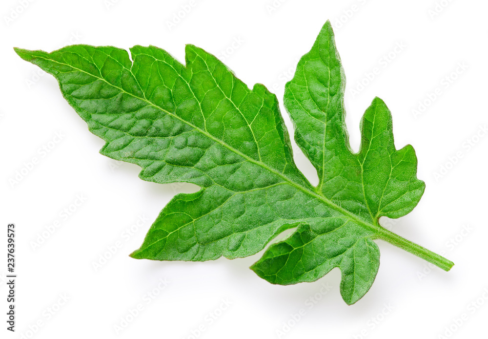 Obraz premium Tomato leaves isolated