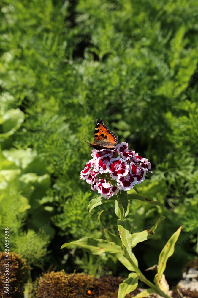 Obraz premium nature