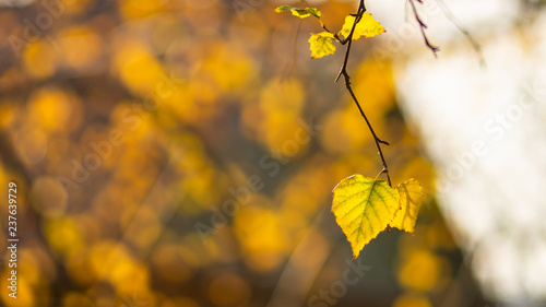 Birch branches on an autumn day against the sky and the roof of a house decorated with beautiful bokeh rings.