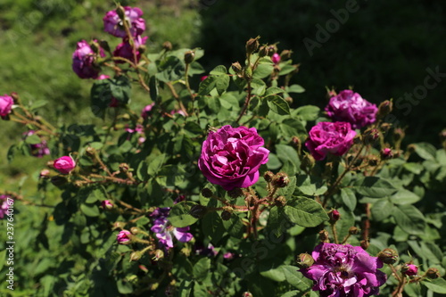 Wallpaper Mural nature Torontodigital.ca