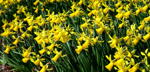 Fototapeta Naklejka Na Ścianę i Meble -  Frohe Ostern, Osterzeit, Frühlingsboten, Narzissen