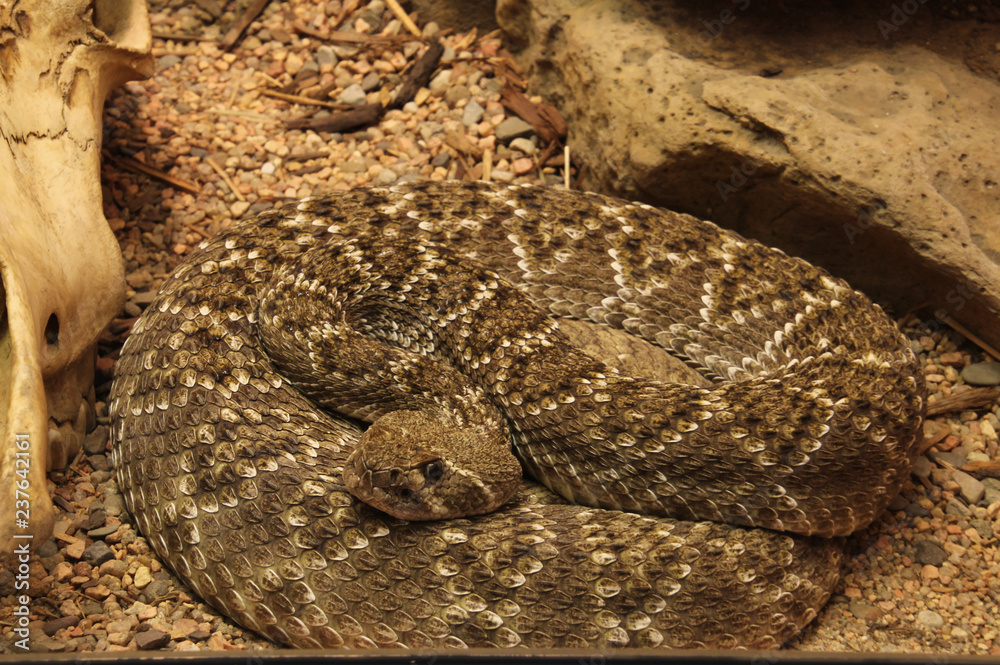 Coiled Rattle Snake Coiled Rattle Snake