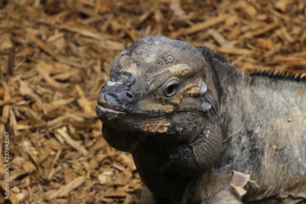 Obraz premium Iguana Close Up