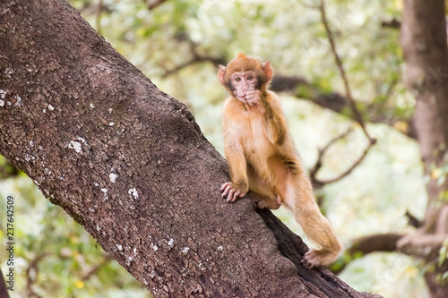 Barbary Macaque Monkey sitting on ground in the cedar forest  Azrou  Morocco in Africa