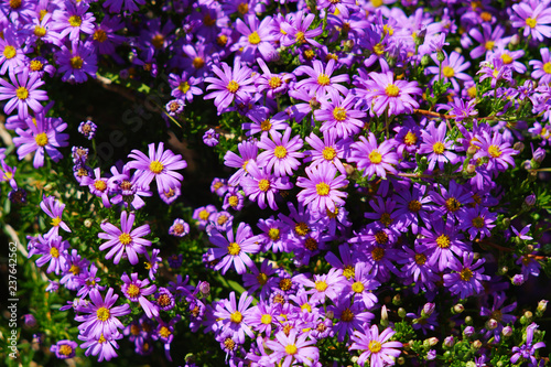 View of purple Osteospermum african daisies in Cape Town