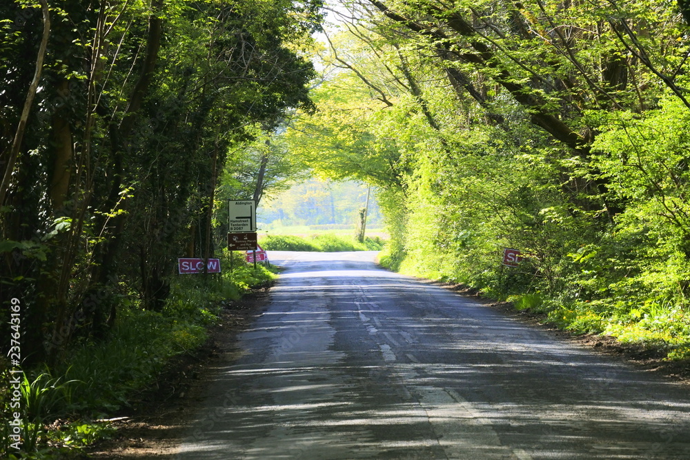 Obraz premium Tunnel in the trees 