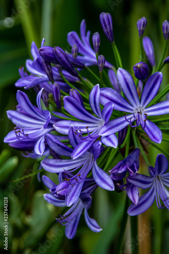 Agapanthus purple cloud, African lily