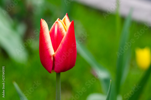 Tulip