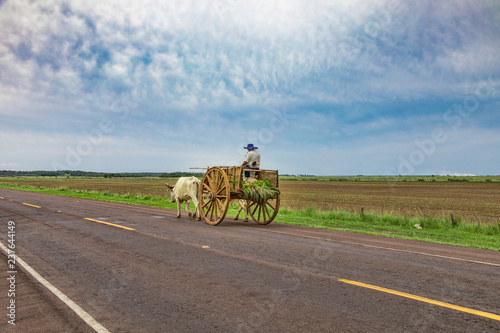 A local Paraguayan transports sugarcane with his ox cart.