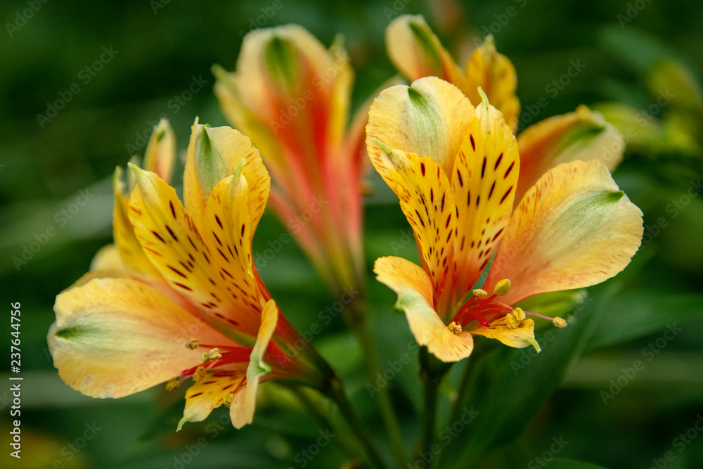 Fototapeta premium Piękne zbliżenie kwiatów Astromelia