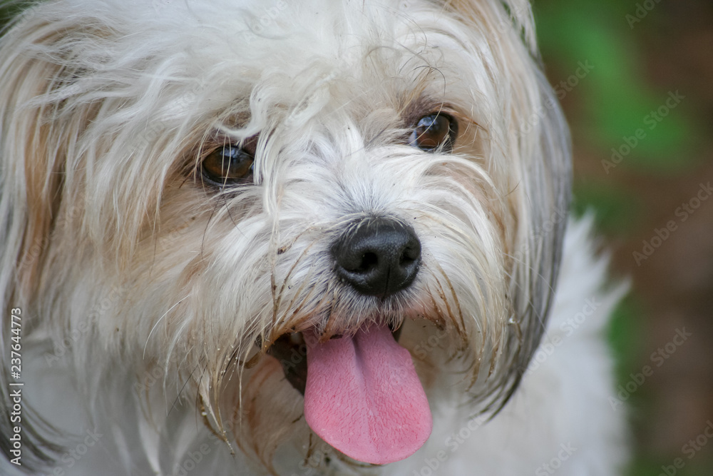Portrait of a little lap dog closeup.