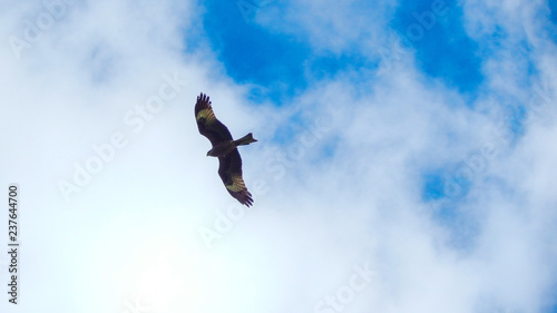Falcon circling in the blue sky 