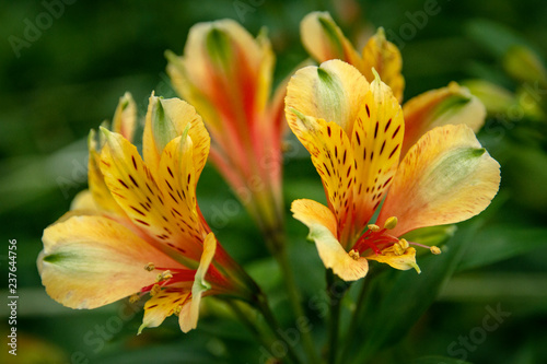 Beautiful Astromelia flowers close-up picture