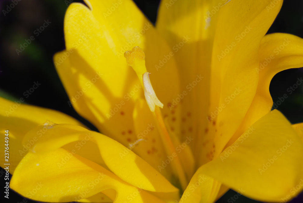 Flower yellow lily close-up. The core of the flower. Flower yellow lily close-up. The core of the flower.