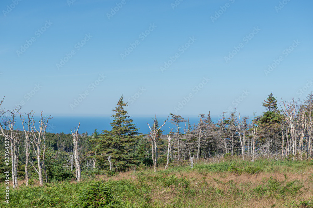 Cape Bretons Boreal Forest Cape Bretons Boreal Forest
