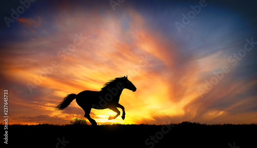 Fototapeta Naklejka Na Ścianę i Meble -  black horse runs gallop