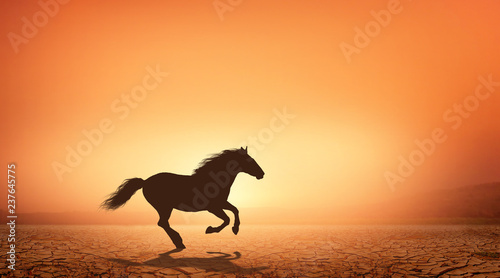Fototapeta Naklejka Na Ścianę i Meble -  black horse runs gallop
