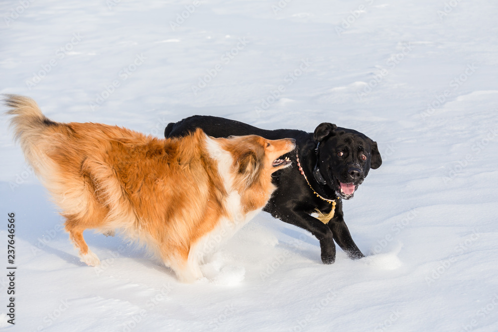 Two dogs playing together on winter snow field,