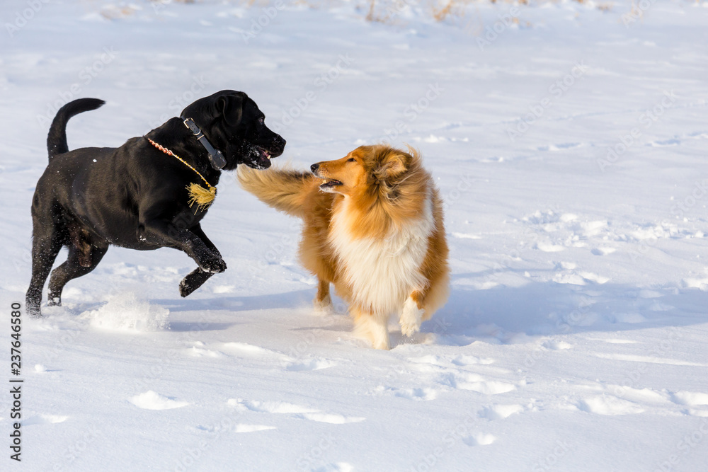 Two dogs playing together on winter snow field, Two dogs playing together on winter snow field,