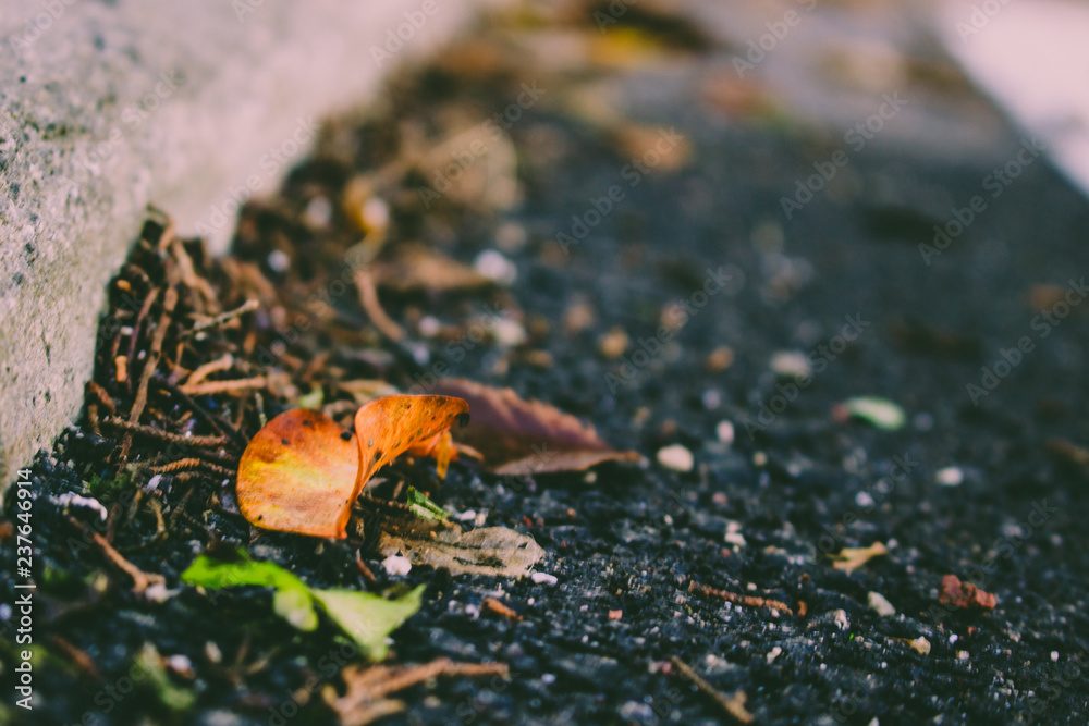Autumn leaves. Fallen autumn leaves on the pavement. Autumn leaves. Fallen autumn leaves on the pavement.