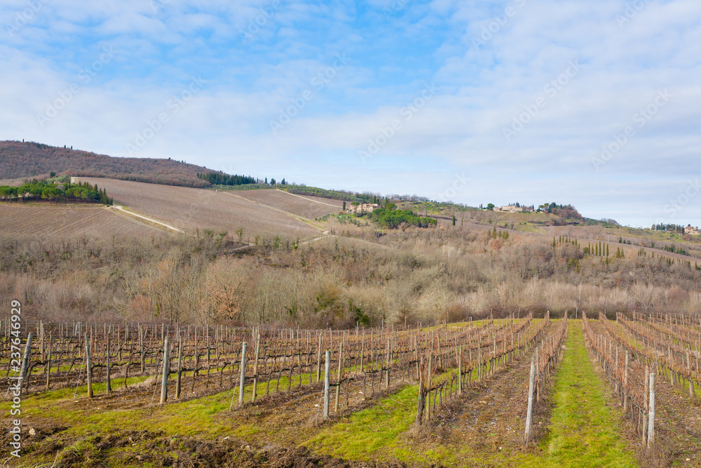 Rows of vineyards from Tuscany hills Rows of vineyards from Tuscany hills