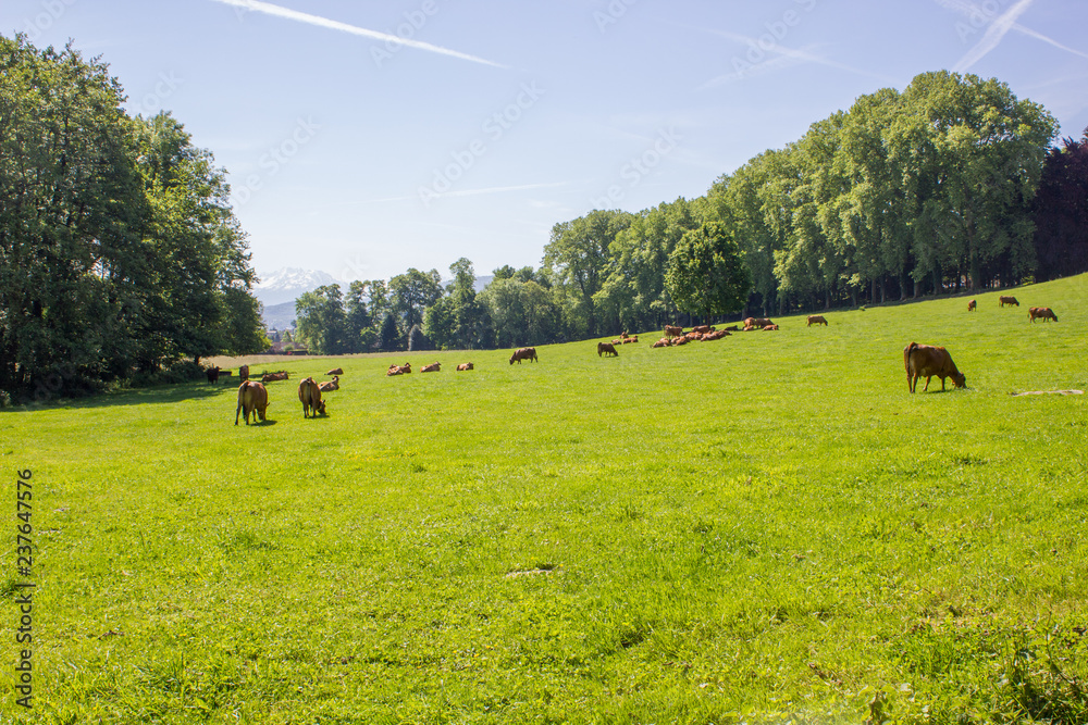 Obraz premium prairie paturée